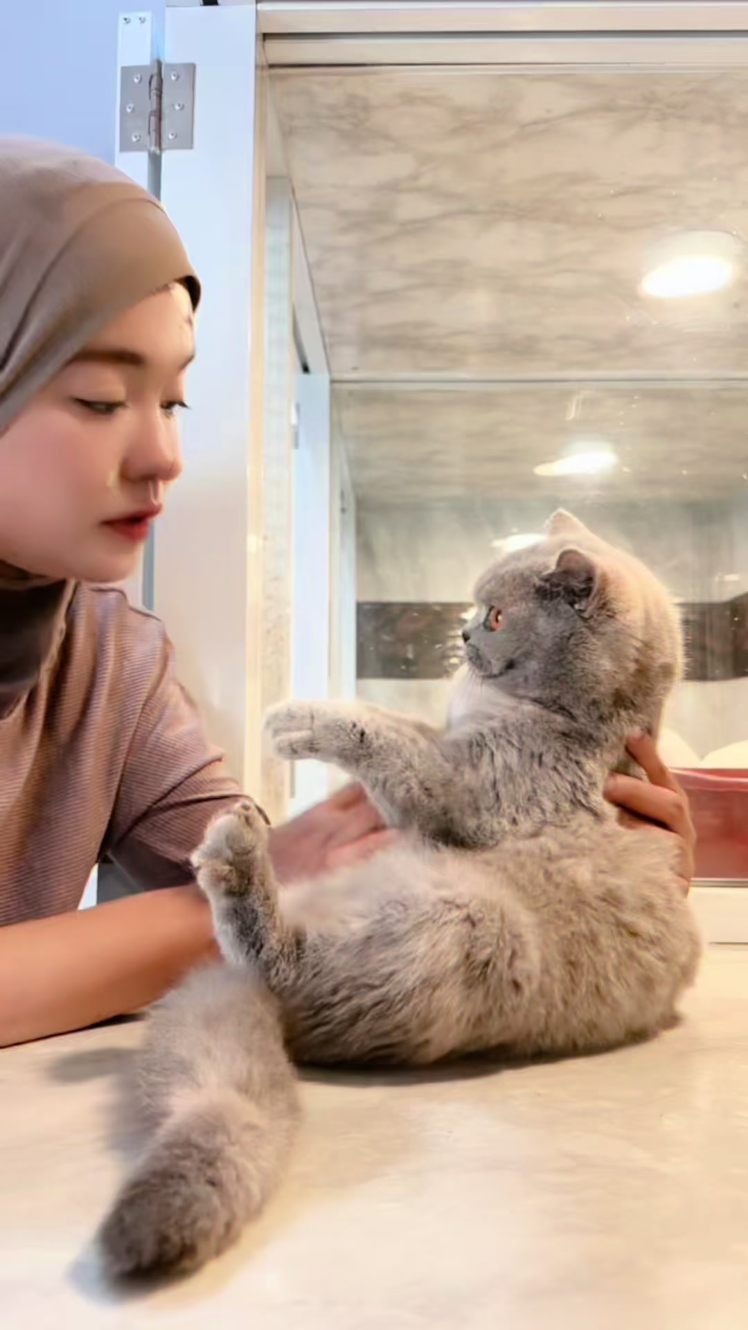 @FaenCattery