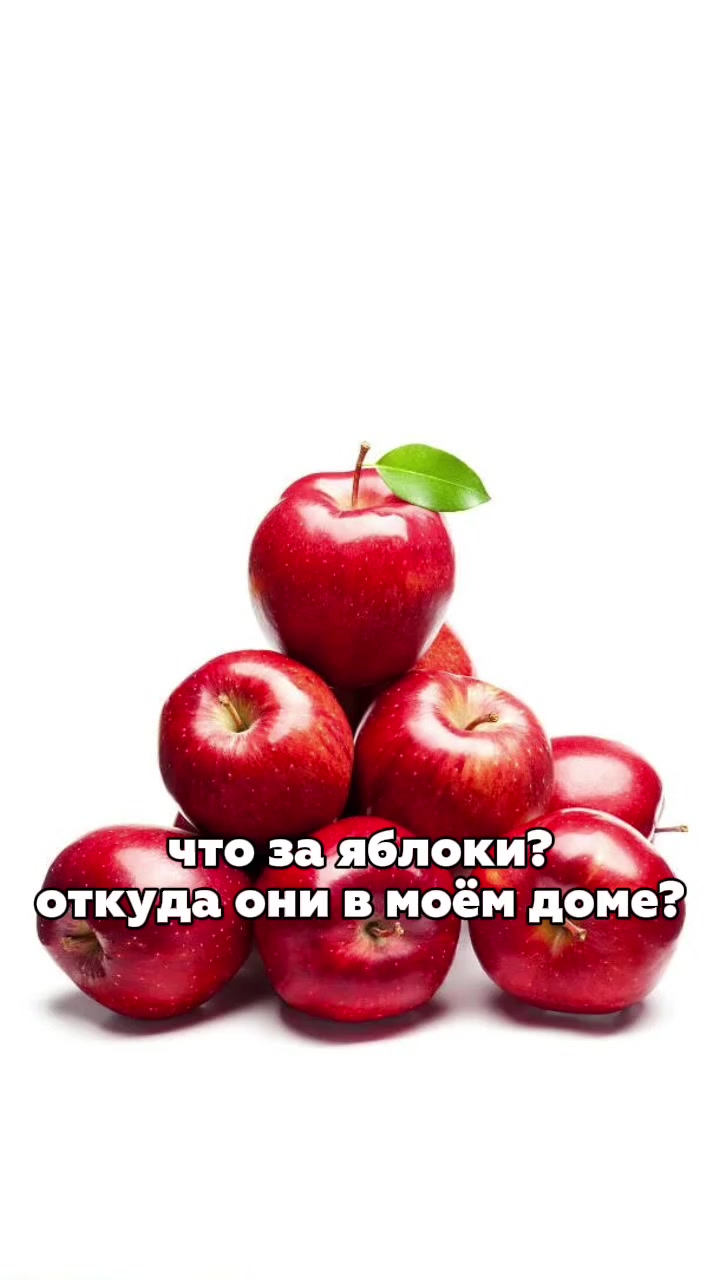 @тюльпан