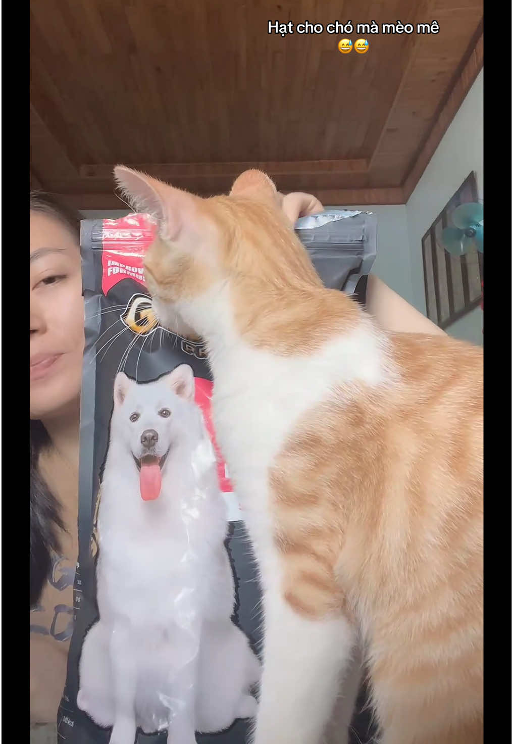 @Ba bé mèo và một bé chó