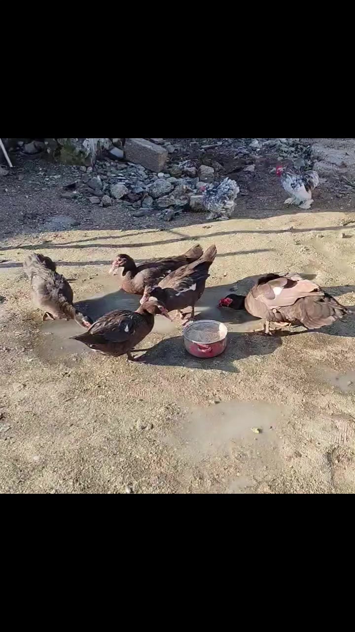 @MAŞTAĞA_QUŞCULUĞ