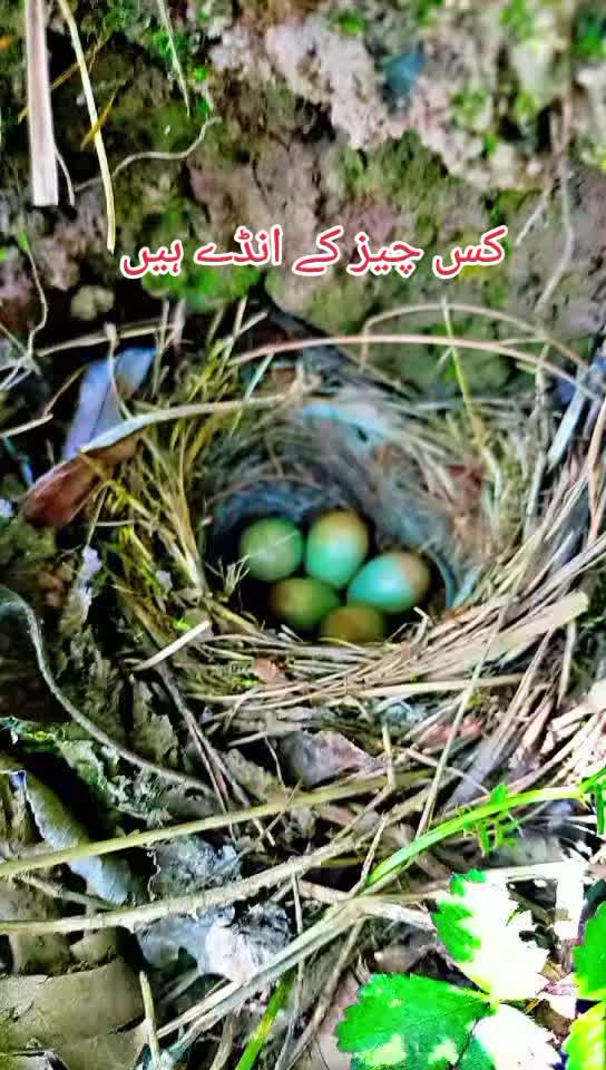 @انجان لڑکی