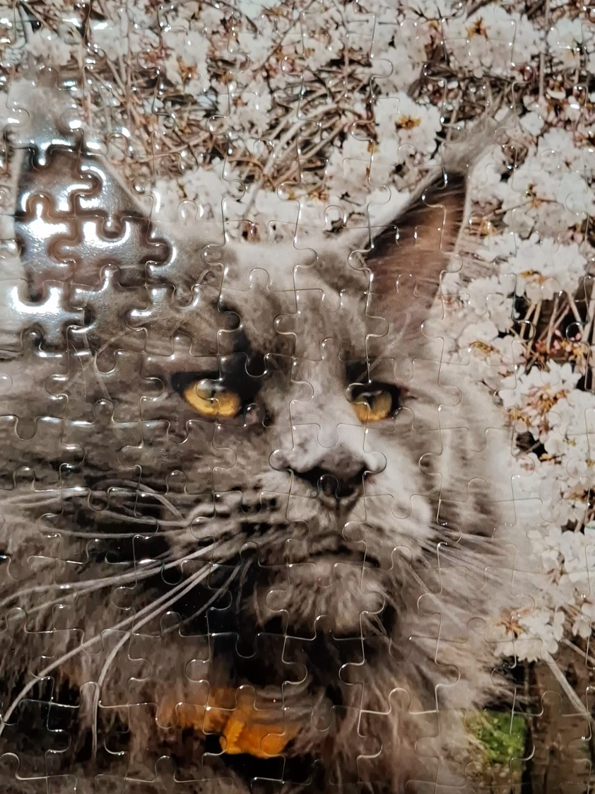 @Ragnar the Maine Coon 🐈