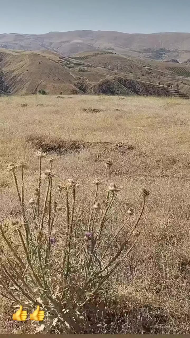 @fidansamet68