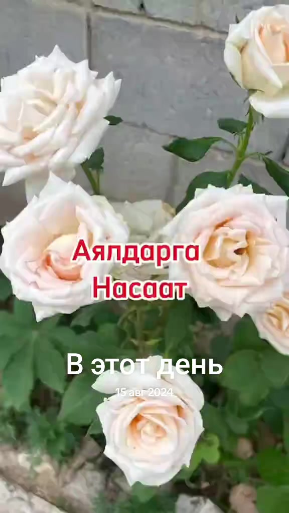 @Аллах ыразы болсун ☝️&hearts;️