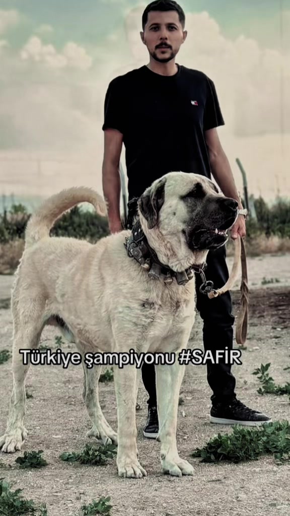 @Konyalı ziya