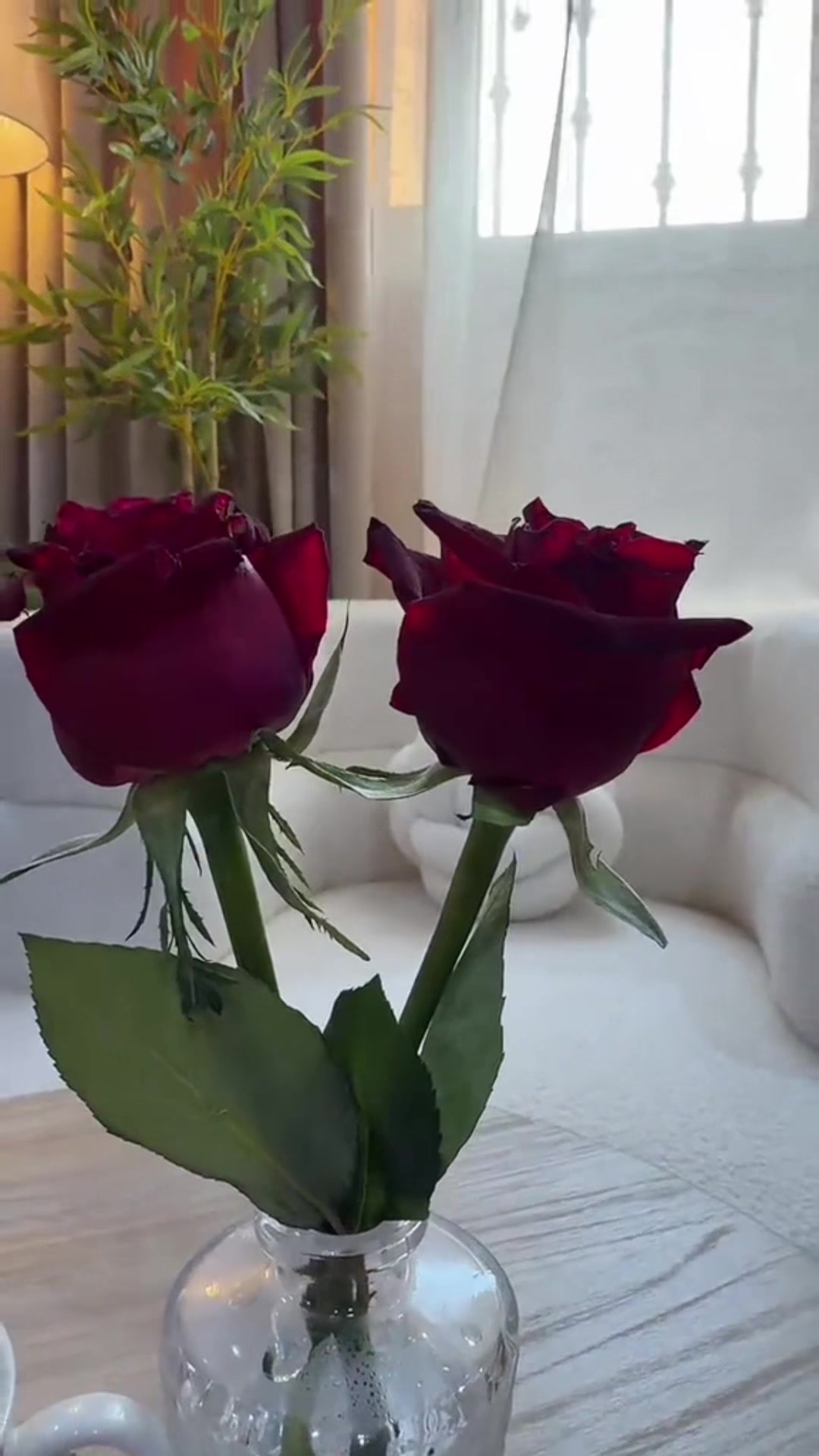 @💕شيهانة الجنوب💕