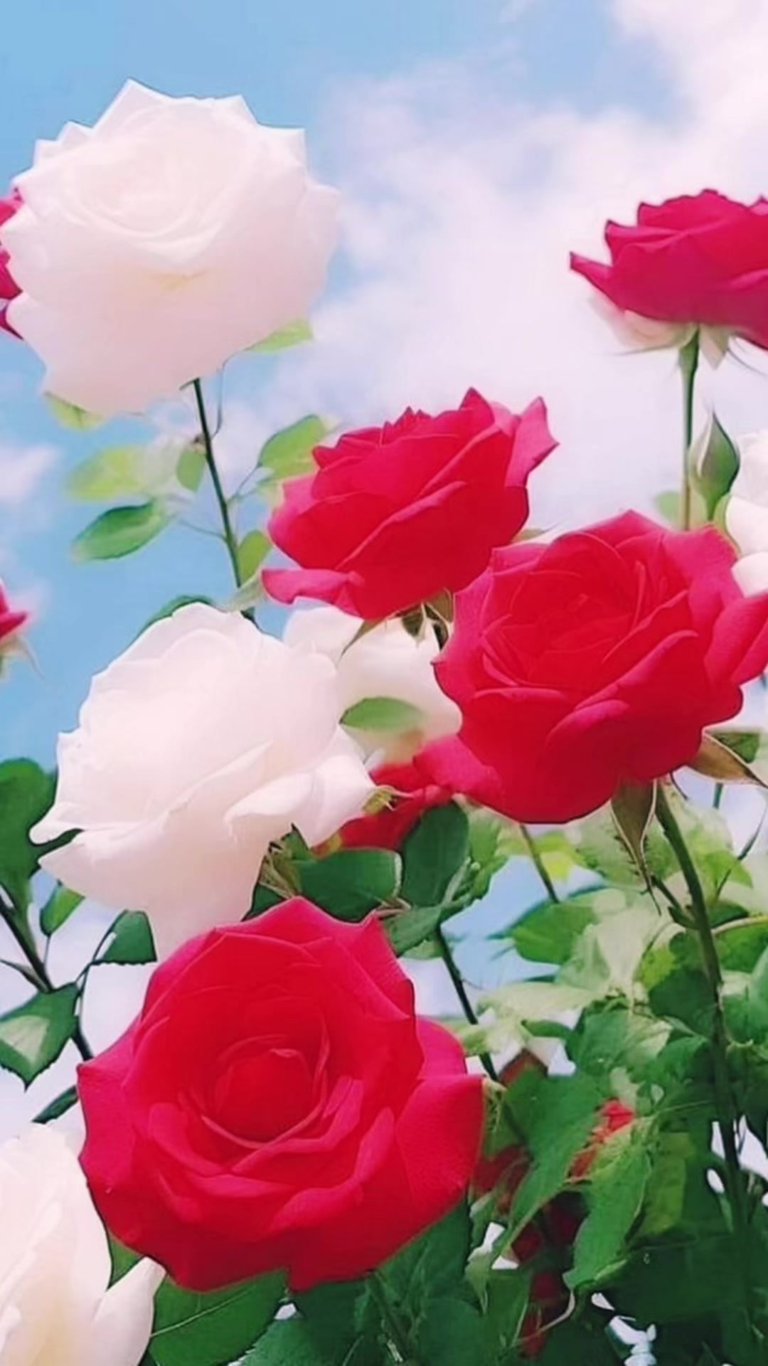 @Shareef Malik ✅