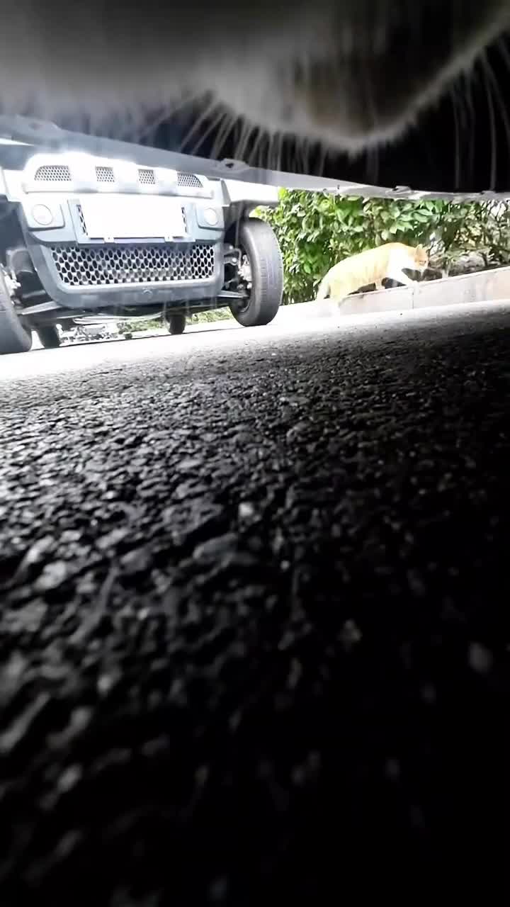 @pipi.puppy