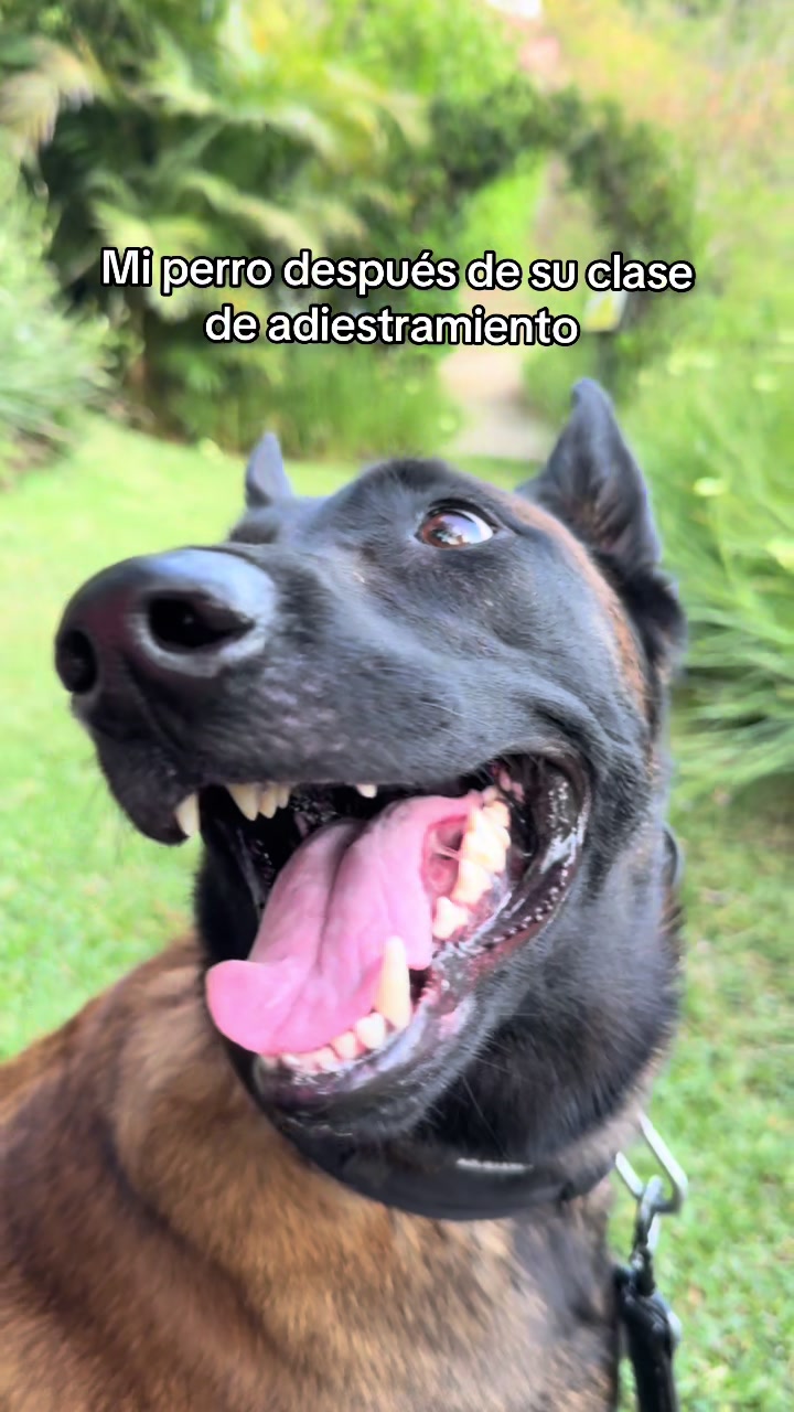@simon_elmalinois