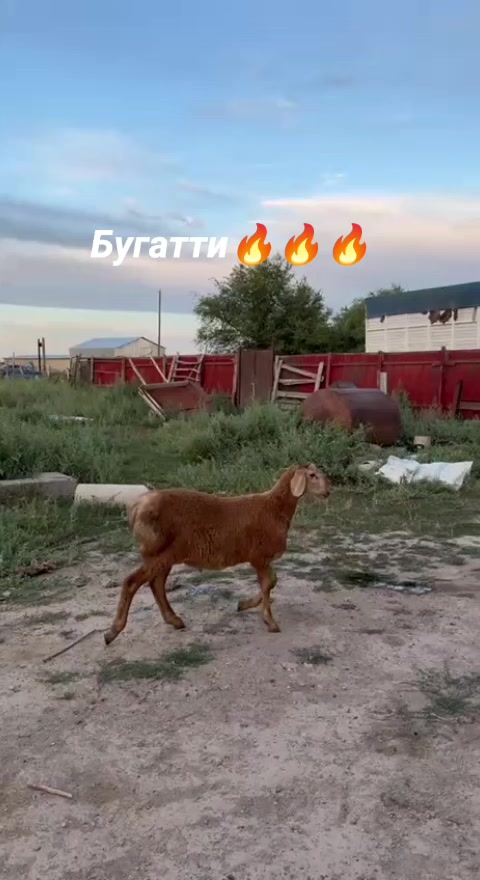 @Рахат