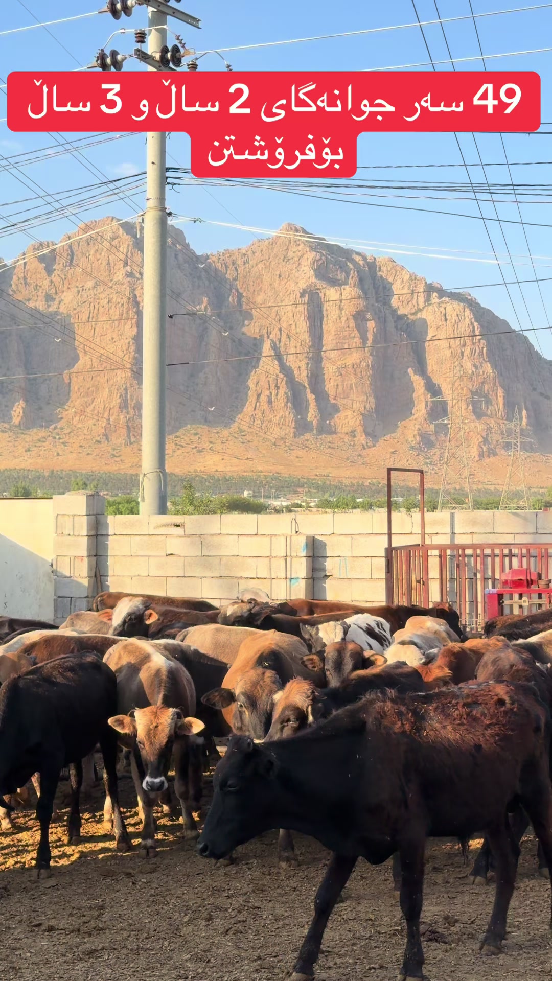 @مەیدانی ئاژەڵانی محمد 🐄🐂