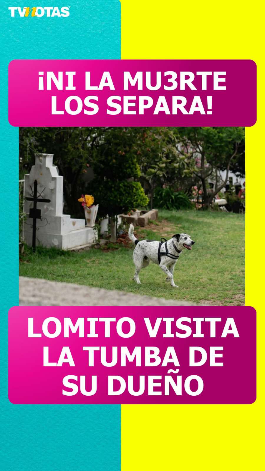 @Revista TVNotas