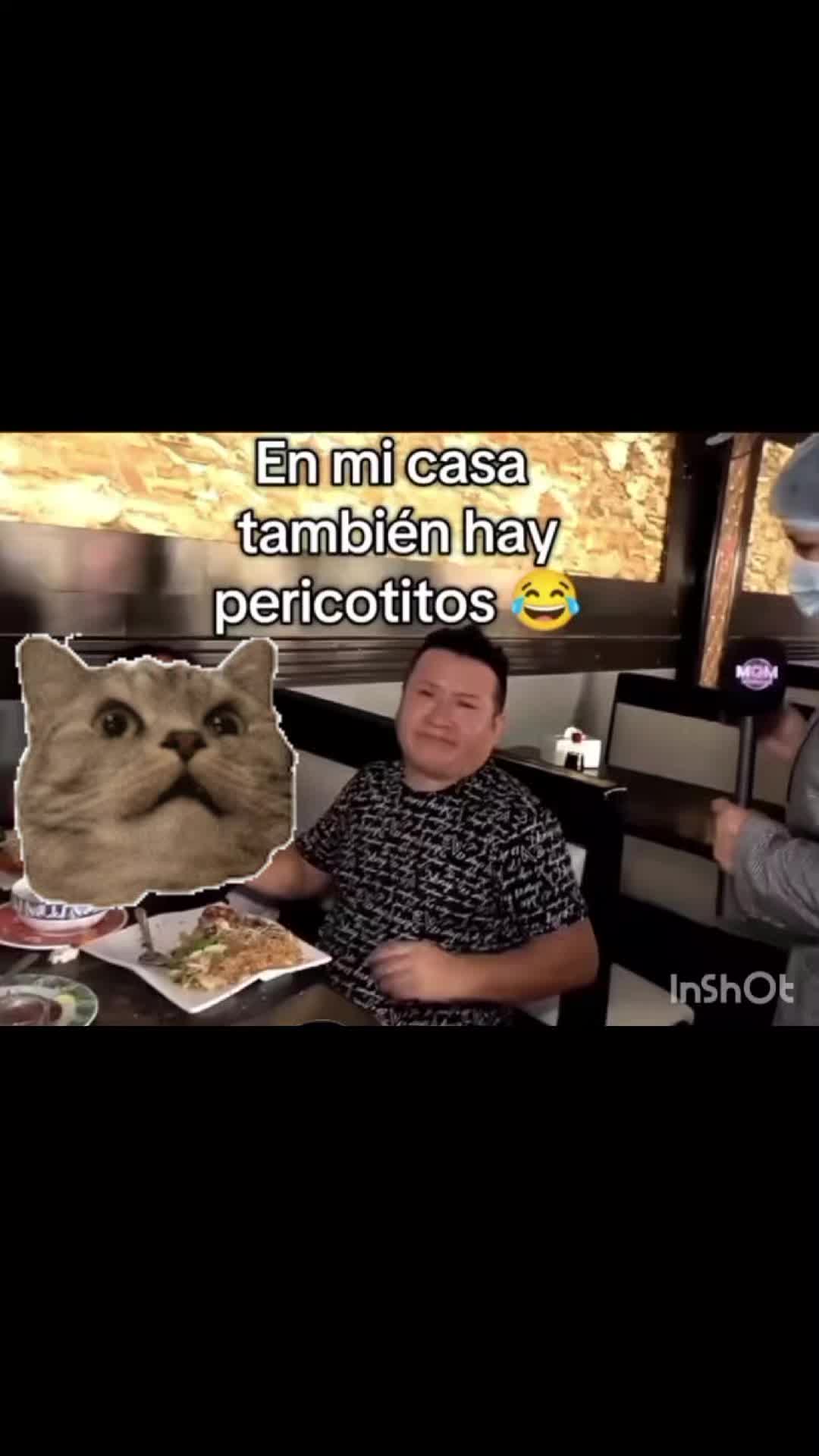 @gatita✨️
