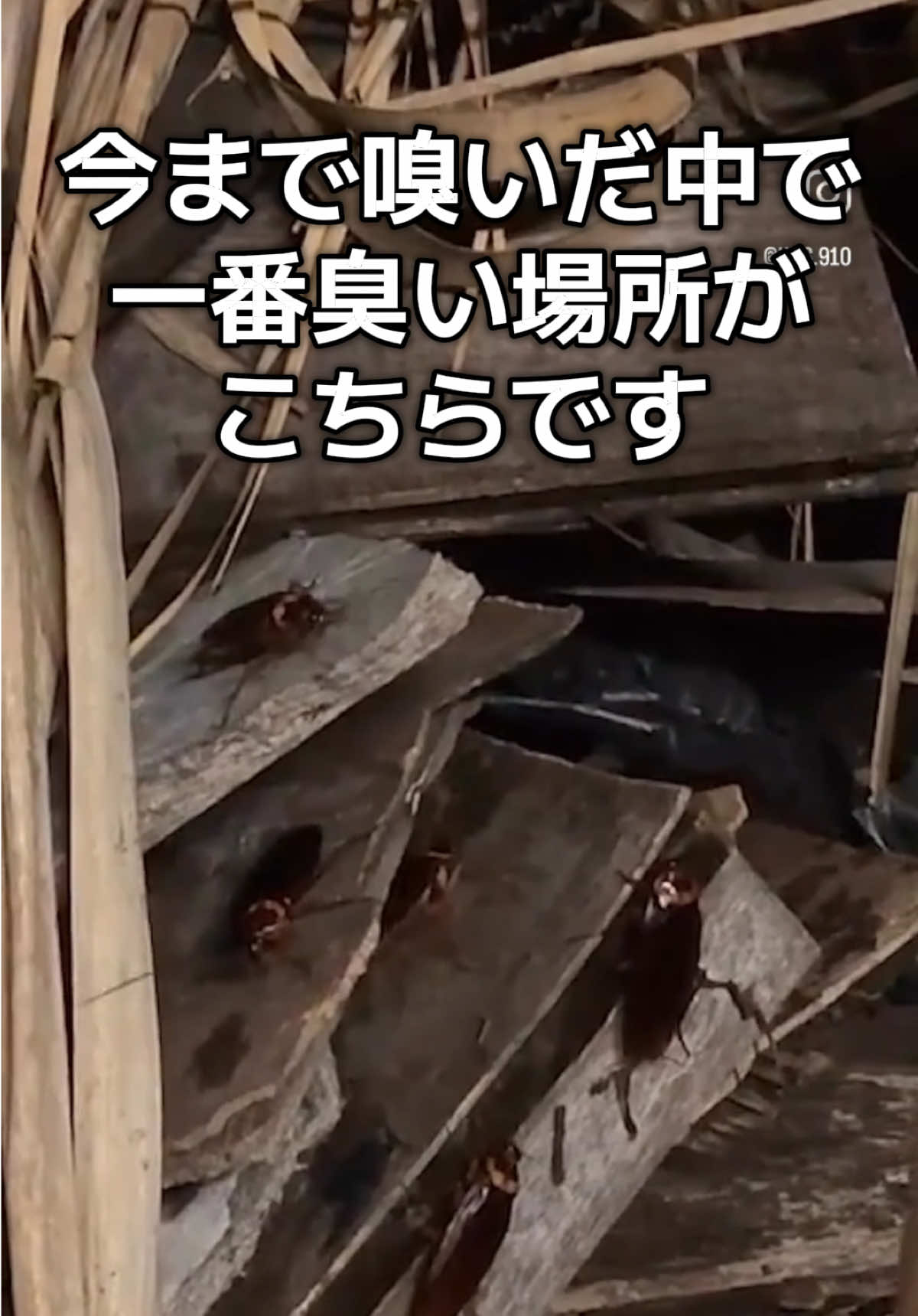 @エルドラド