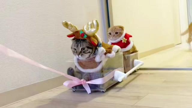 @あにまるファミリー/6猫2フェレット