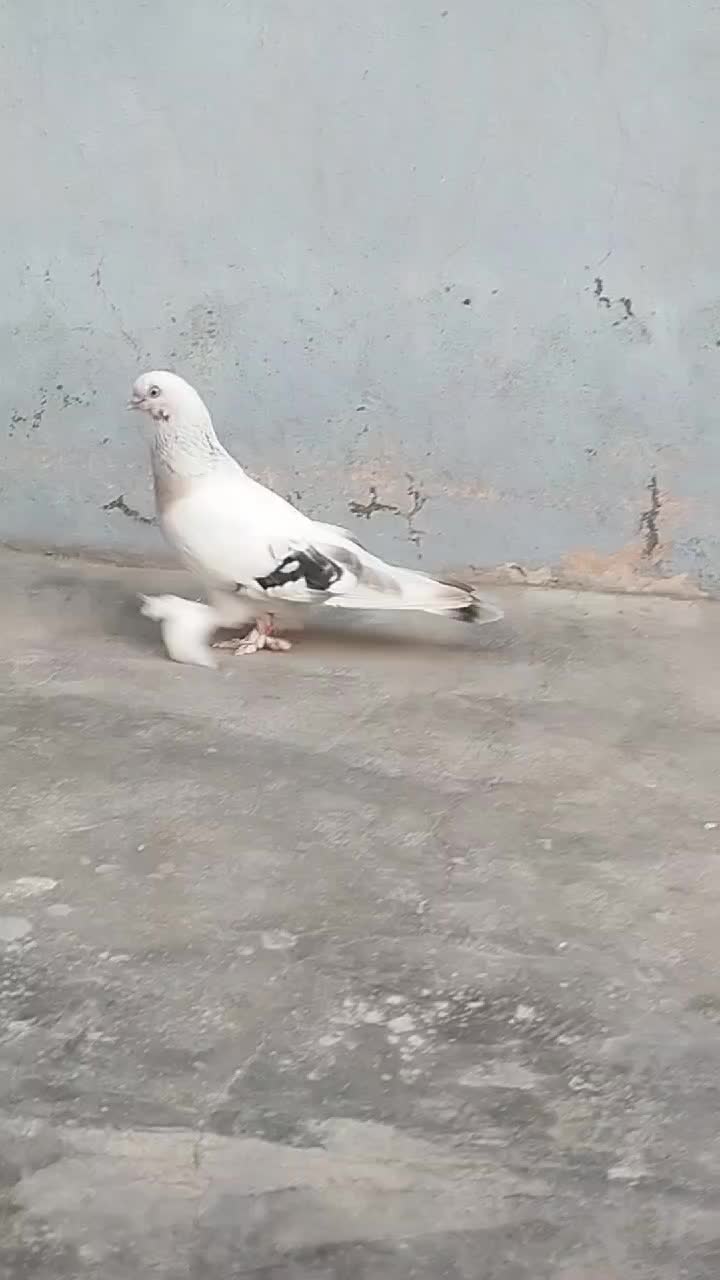 @Isa Karataş