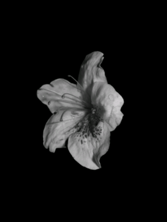 @𝐒𝐓𝐀𝐑'𝐒