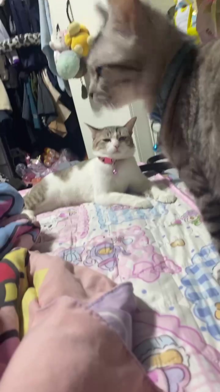 @🧧เปาเฮง🧧รีวิวแมว🐱