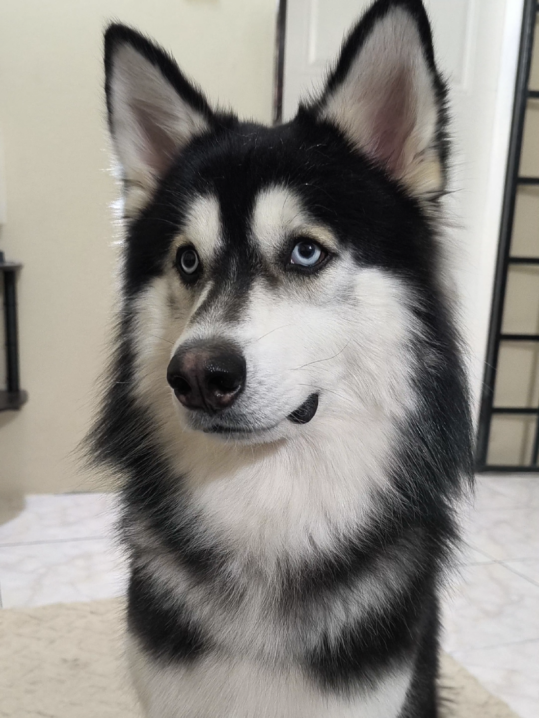 @cythehusky