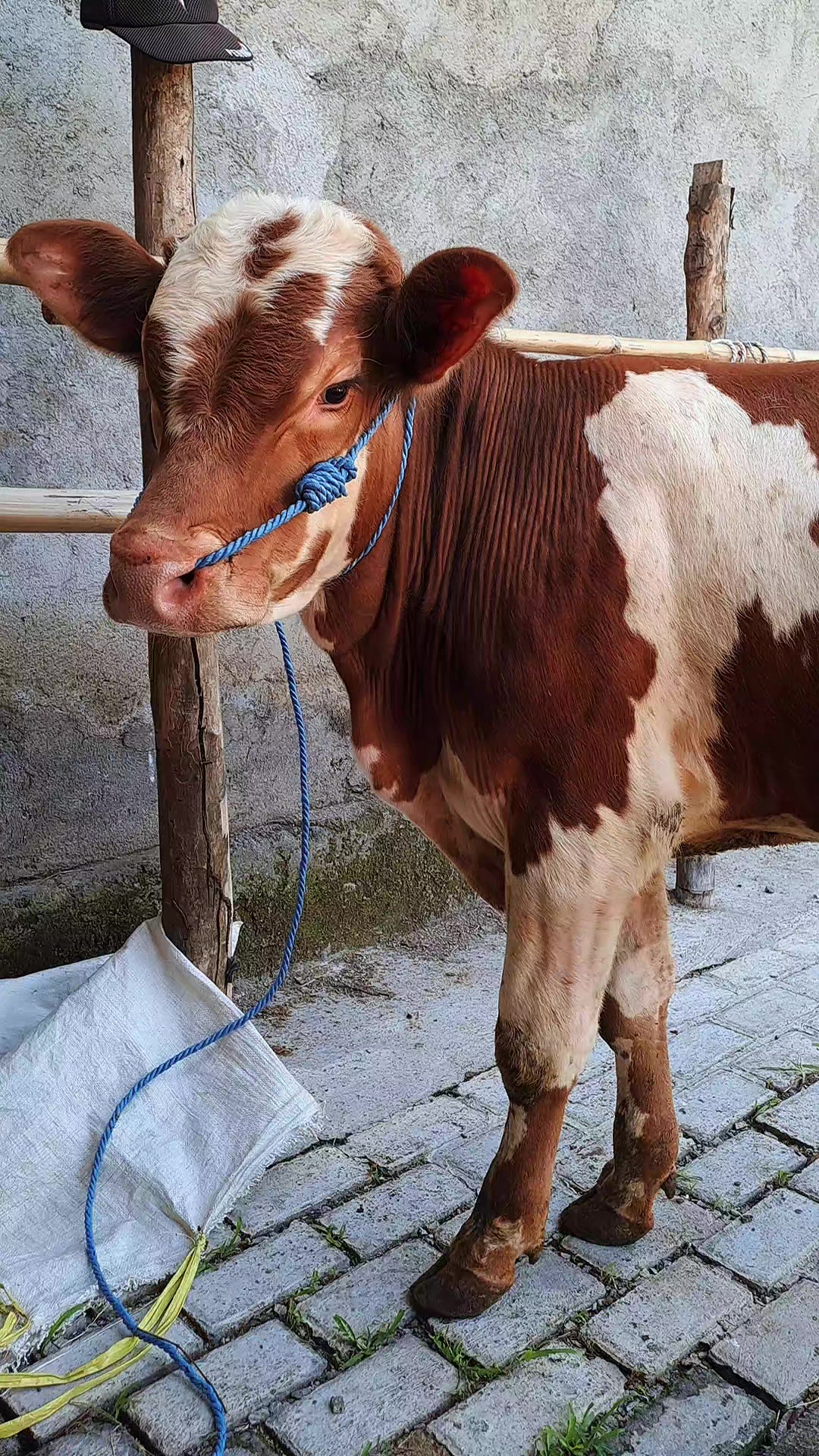 @SARJANA LEMBU☆