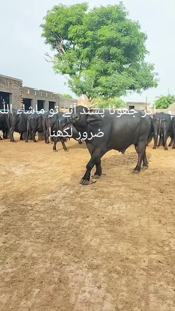 @Malik ijaz 669