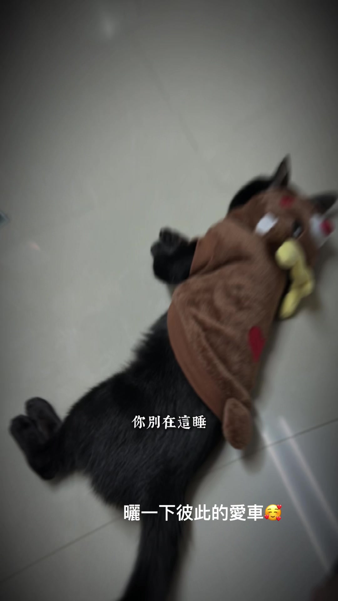 @Yang羊🐑🌈