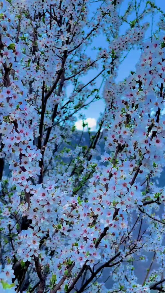 @꧁༒🌹🥀مریم🥀🌹༒꧂