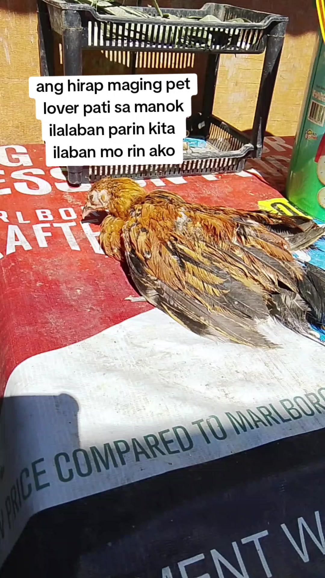 @Ate @Ana