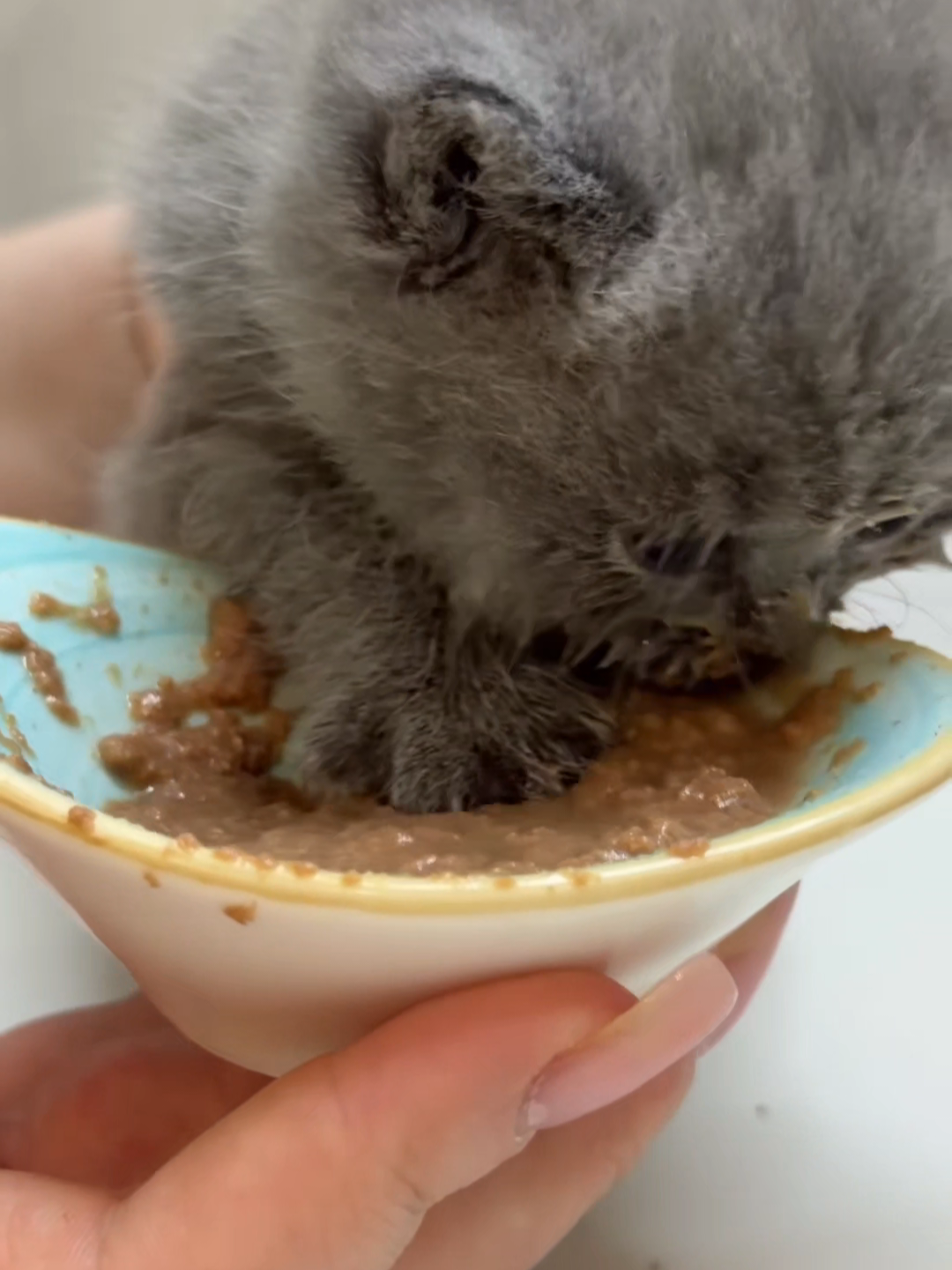 @Chonky World Of Cats