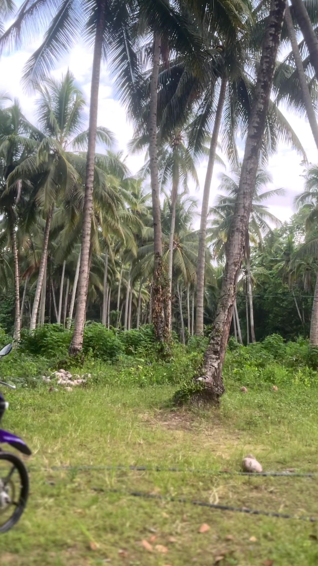 @HaroldT🇻🇳
