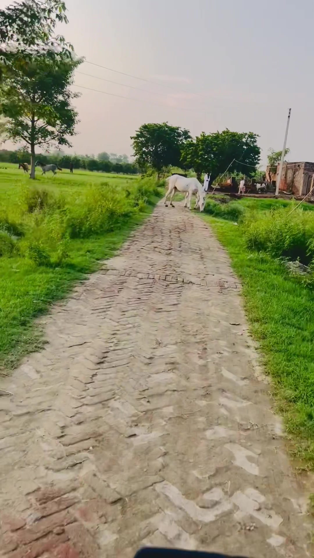 @رانا وقار اشرف 🐎