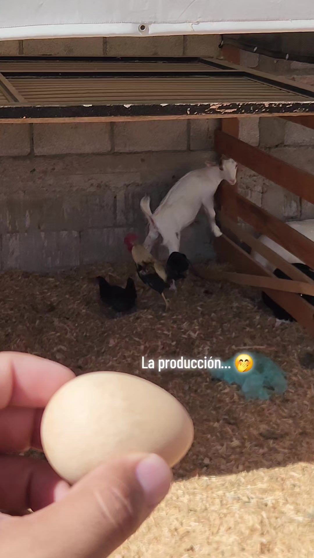 @El De La 450 Negra