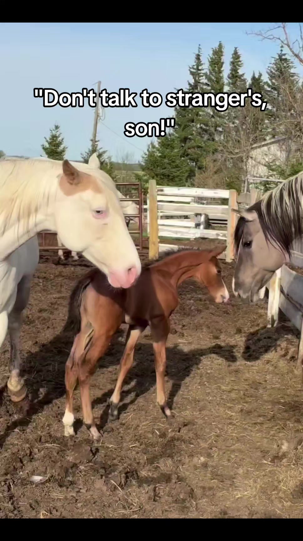 @🐎🐕CHLOE🐕🐎