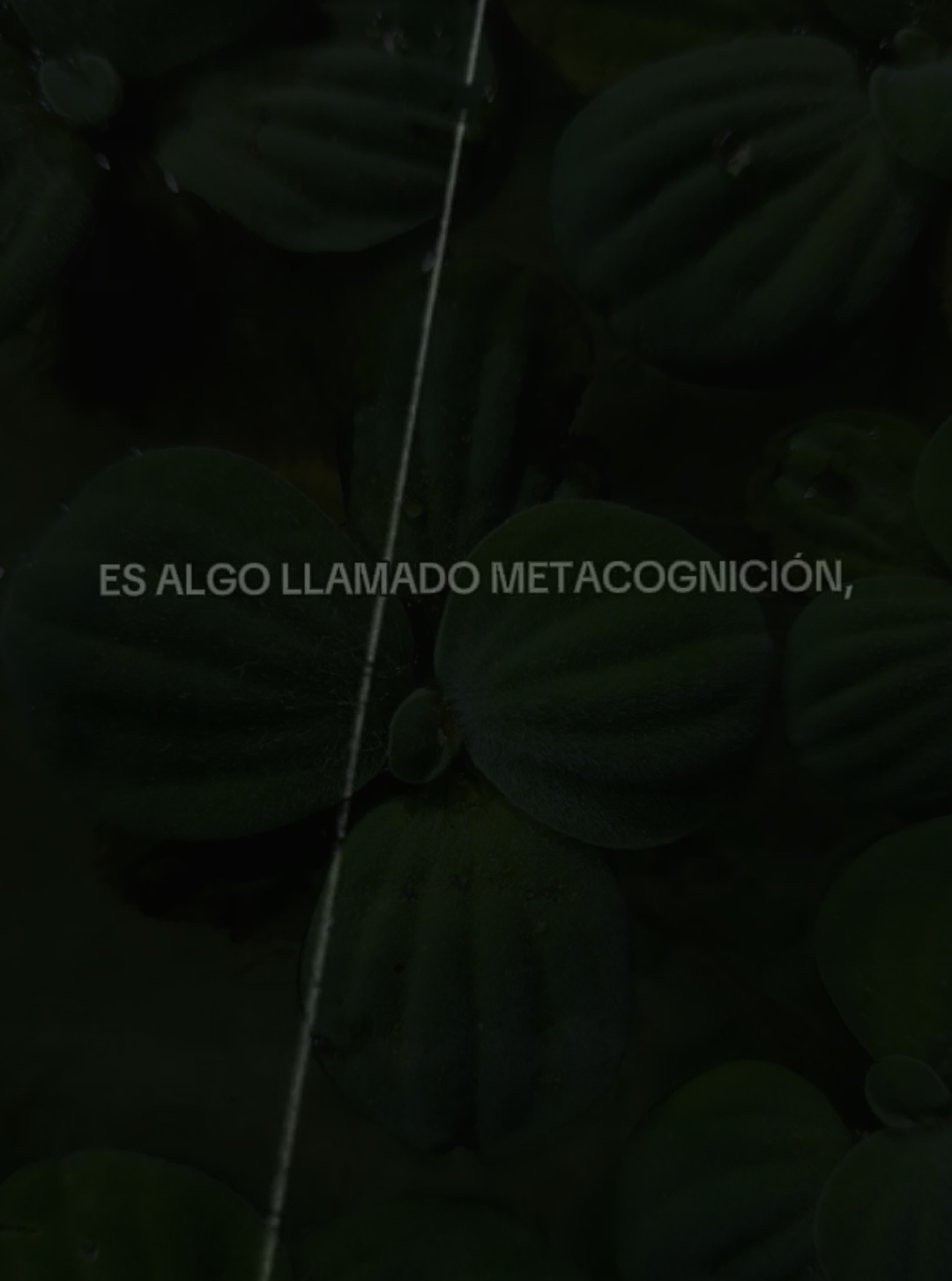 @Medicina para el alma✨