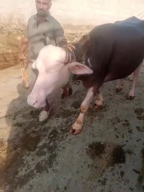 @Nasar 03429621472 rabeta name