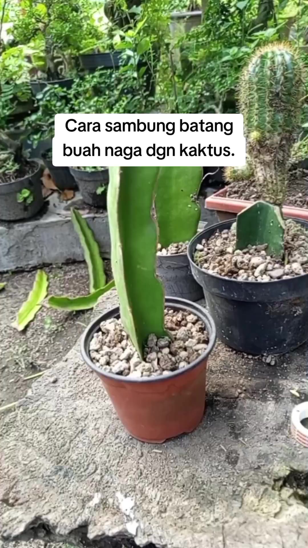 @Bos07