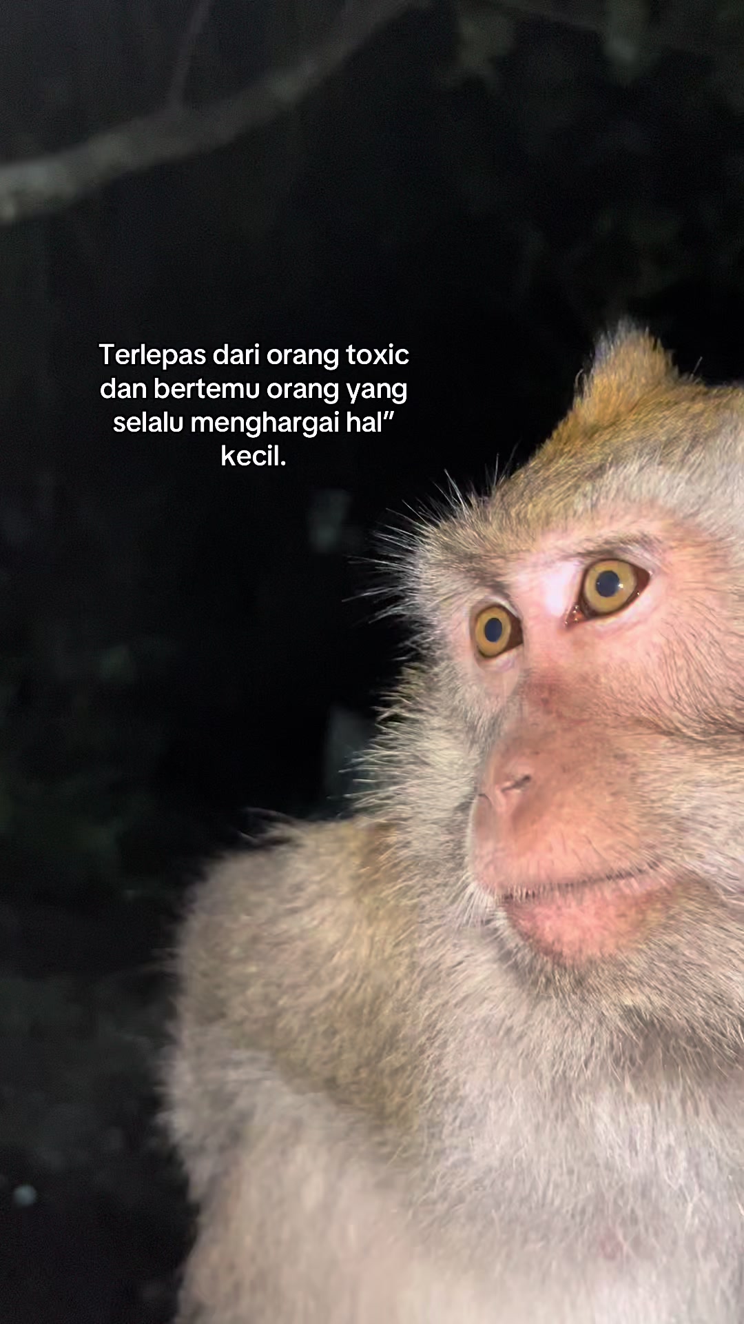@Nyunyut