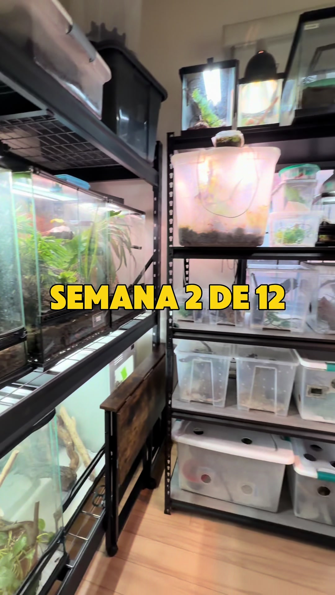 @Reptile Source