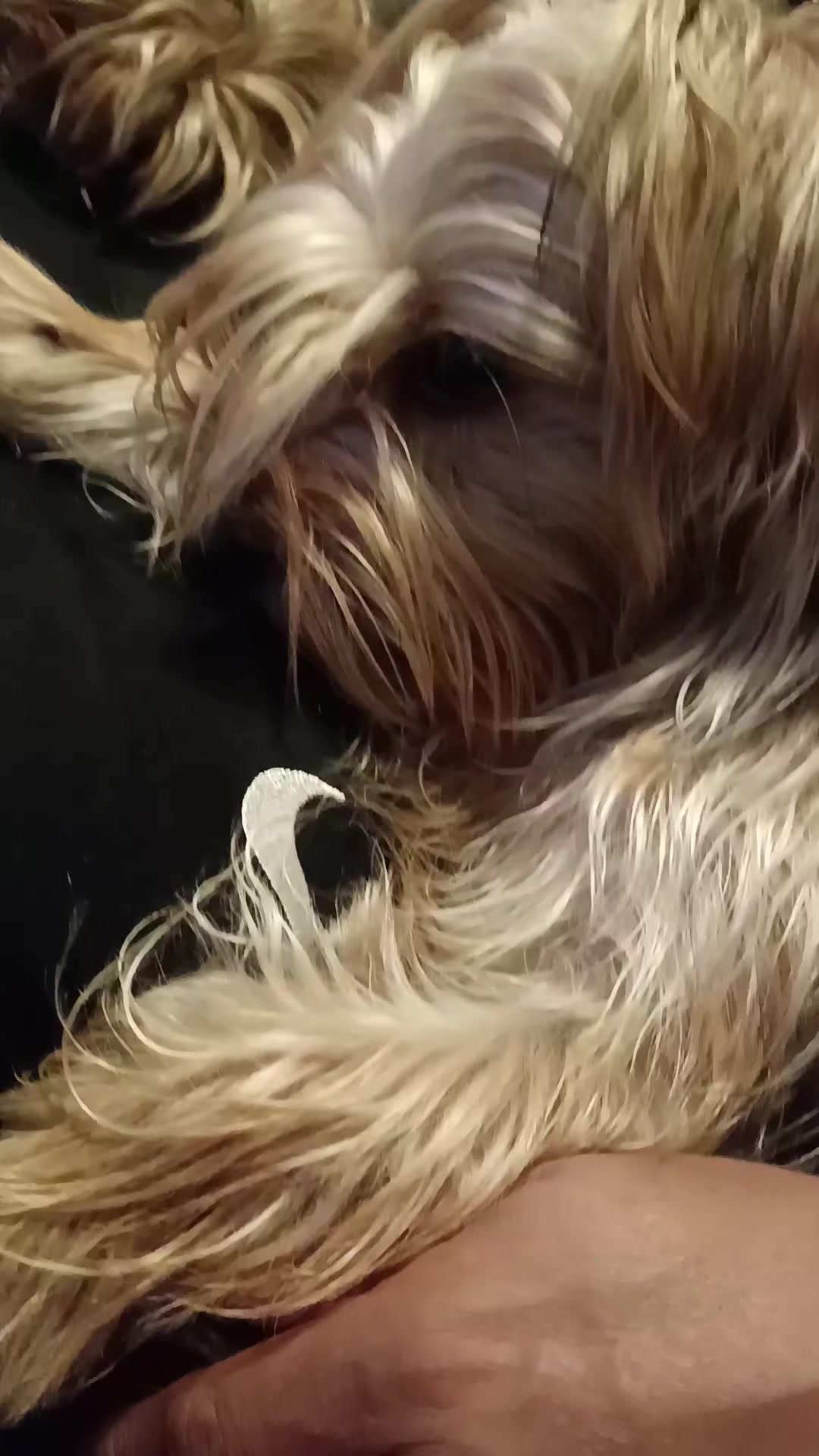 @Eddie the yorkie 😘🐶