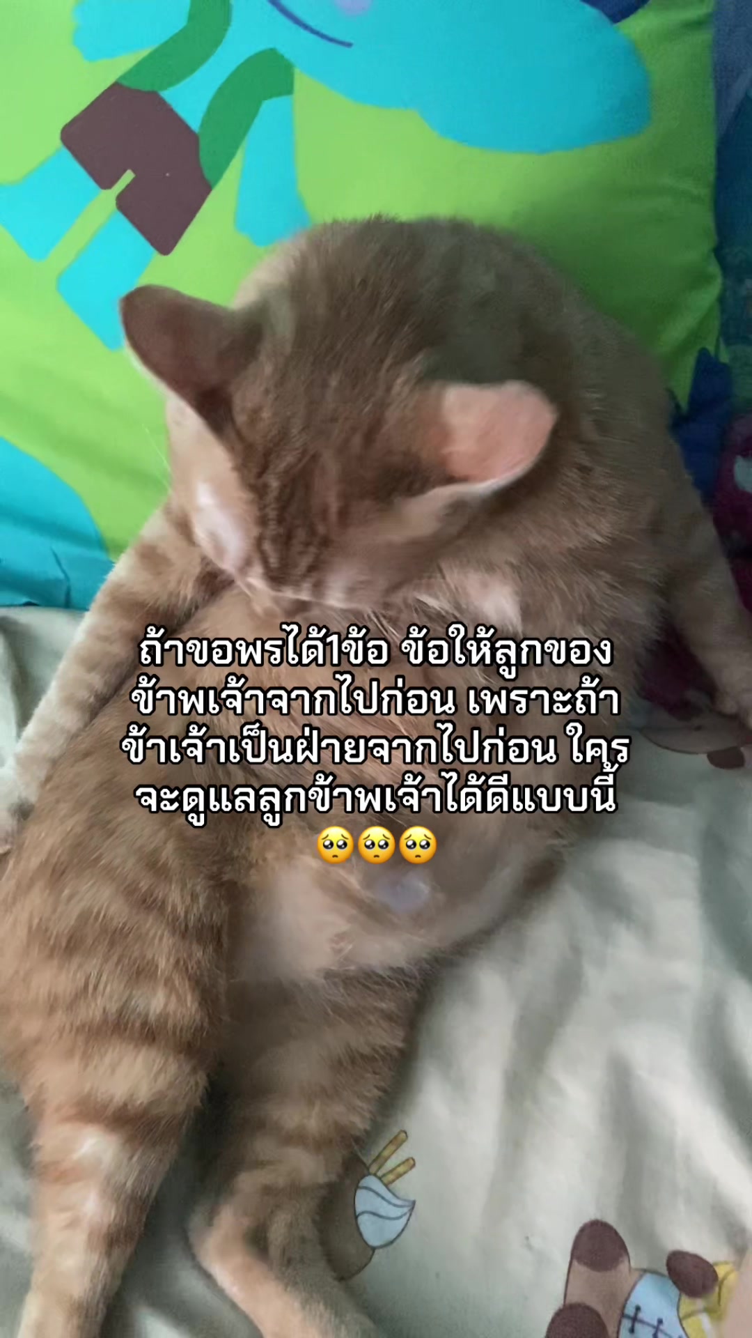 @ม๊ะมี๊ที่มีลูกเป็นแมวหนัก8โล🍒
