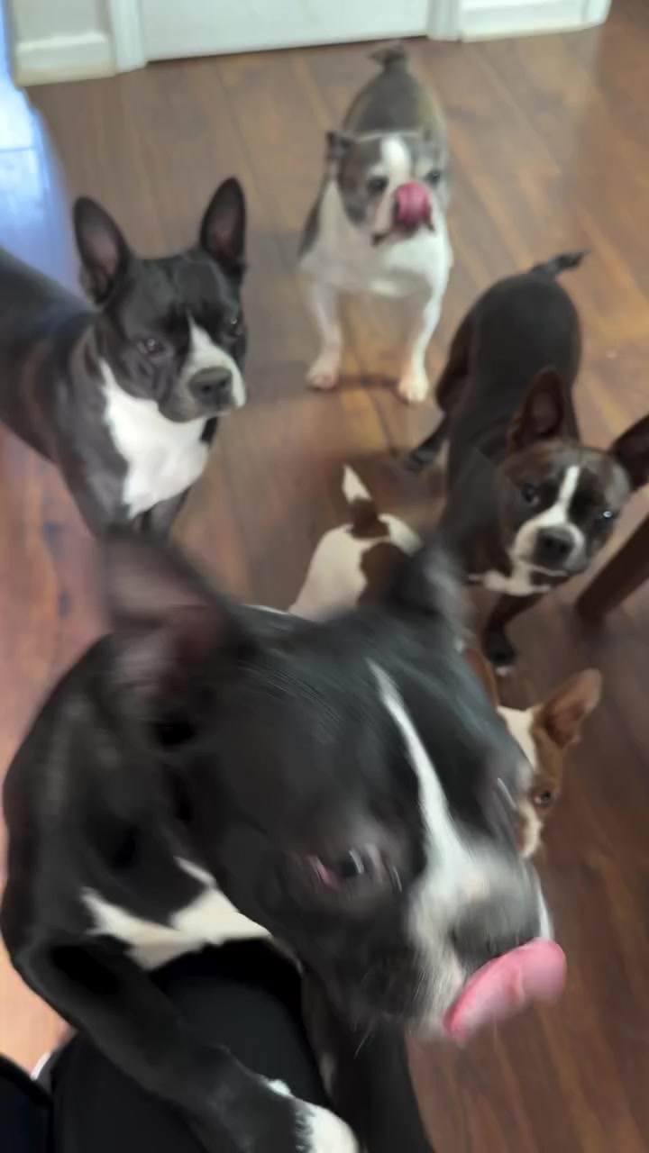 @boston.terrier.shop