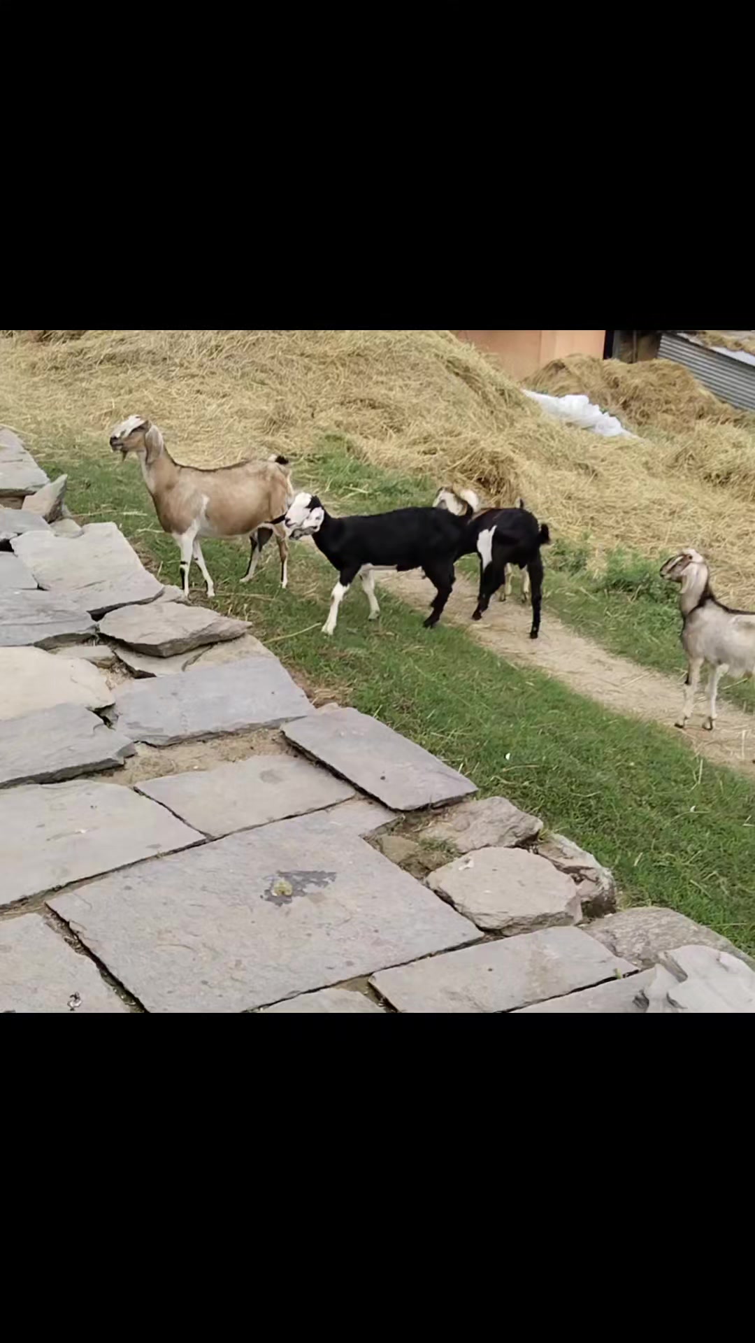 @kanxi___lama