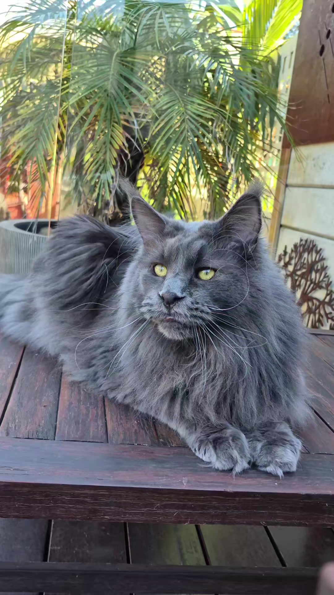 @Ragnar the Maine Coon 🐈