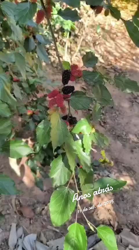 @Eli Eleutério