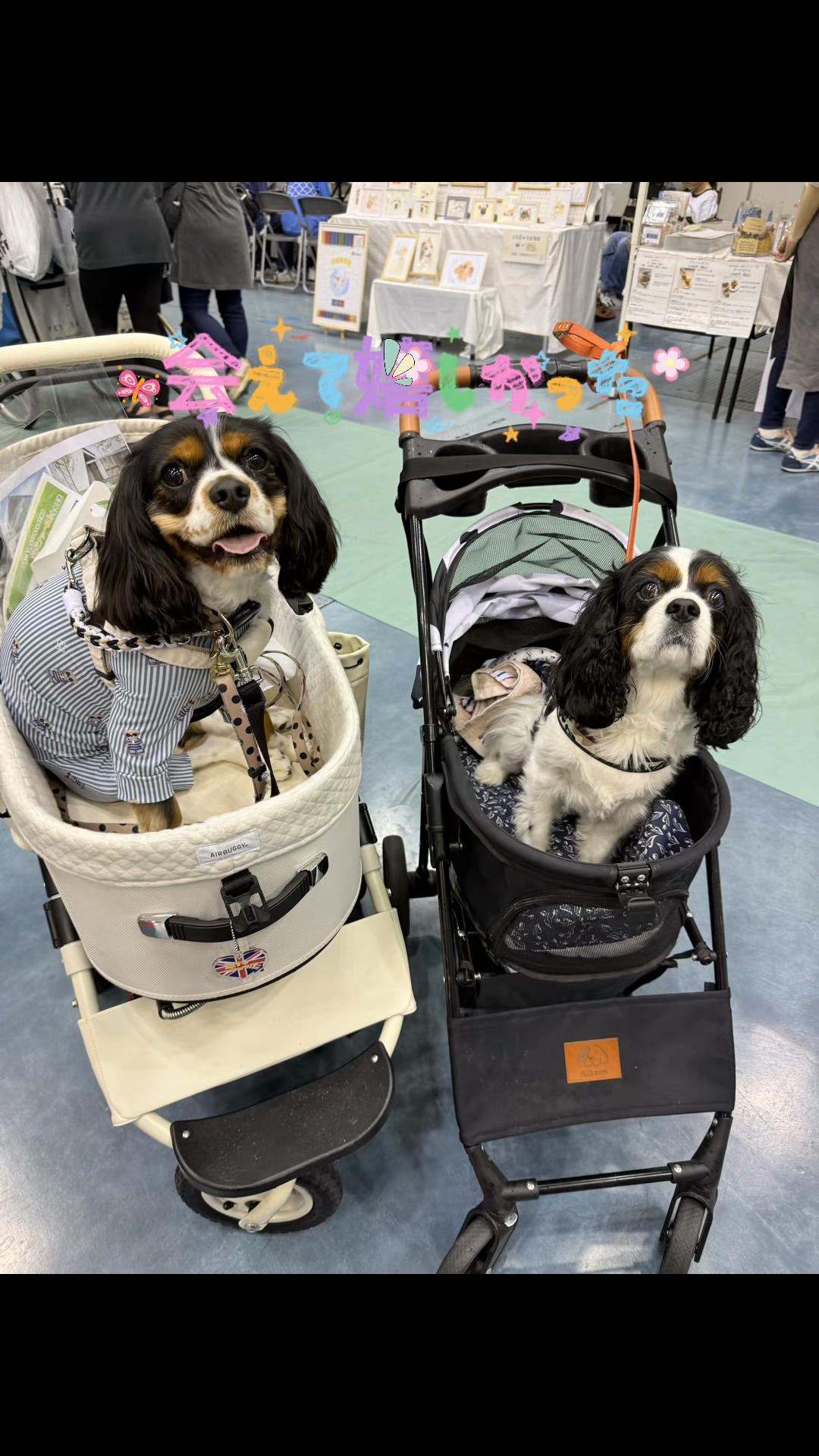 @じゃんけんぽん太🇬🇧🐶🇺🇸💎