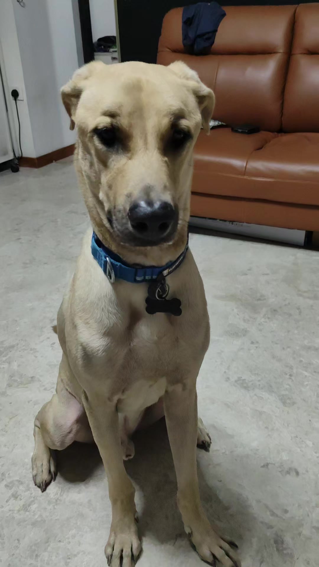@DDhousepet