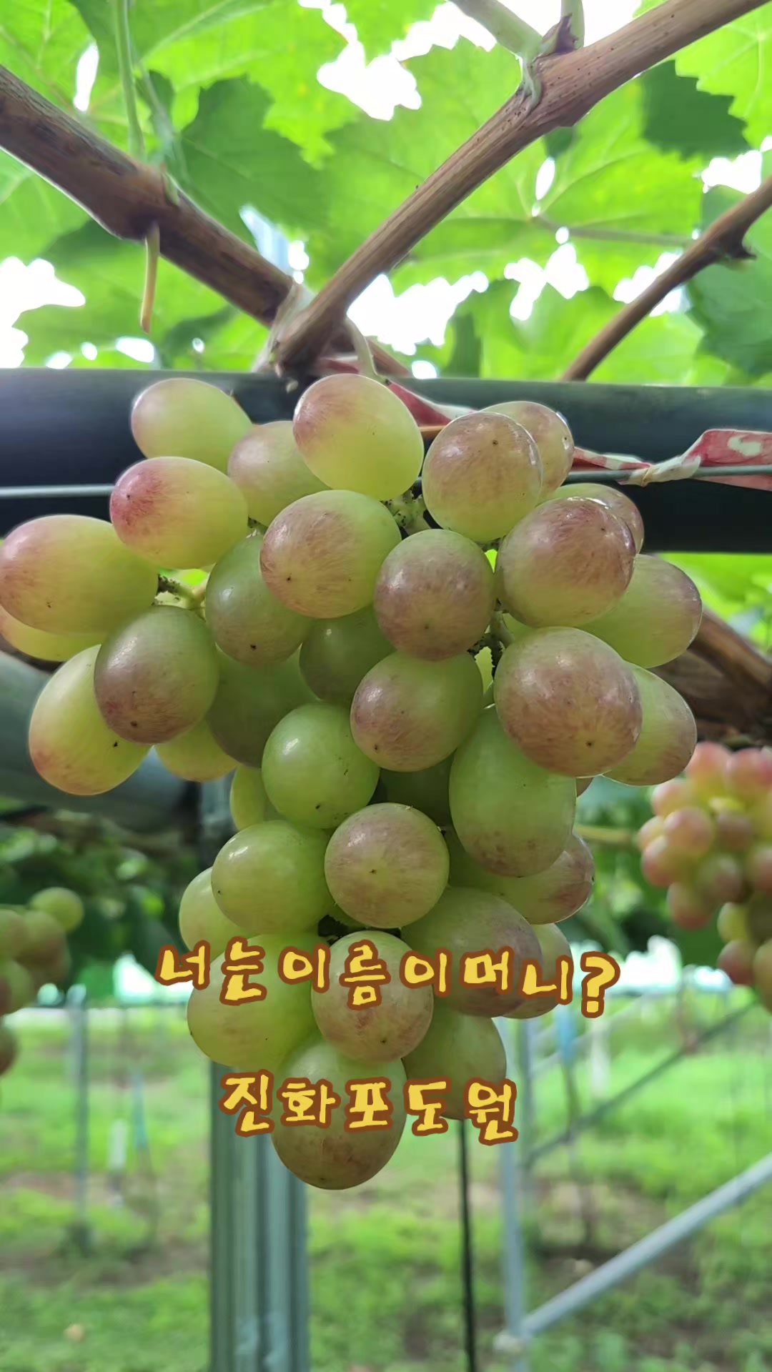 @진화포도원