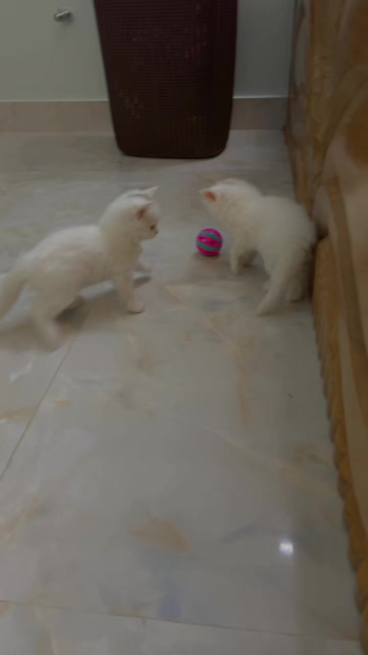 @🐇🐰elma... nohayet 🐈😸