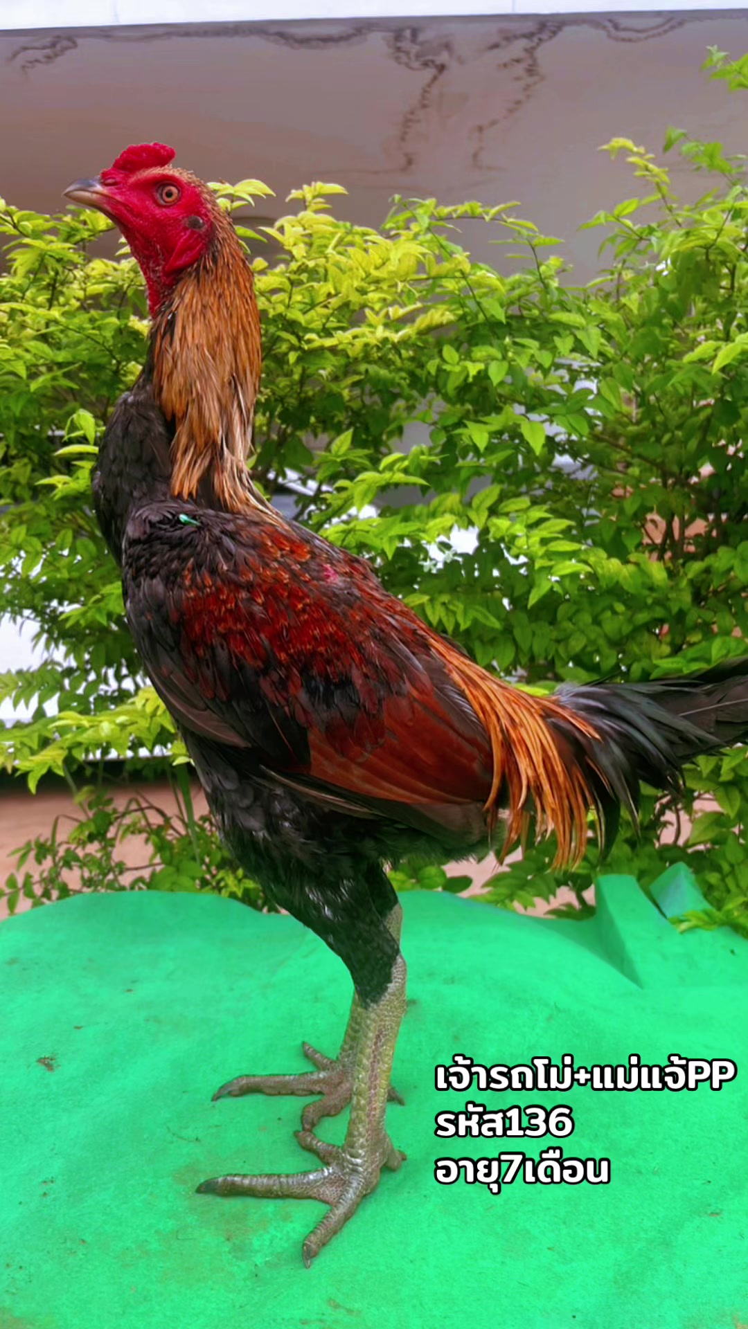 @karandeechoram