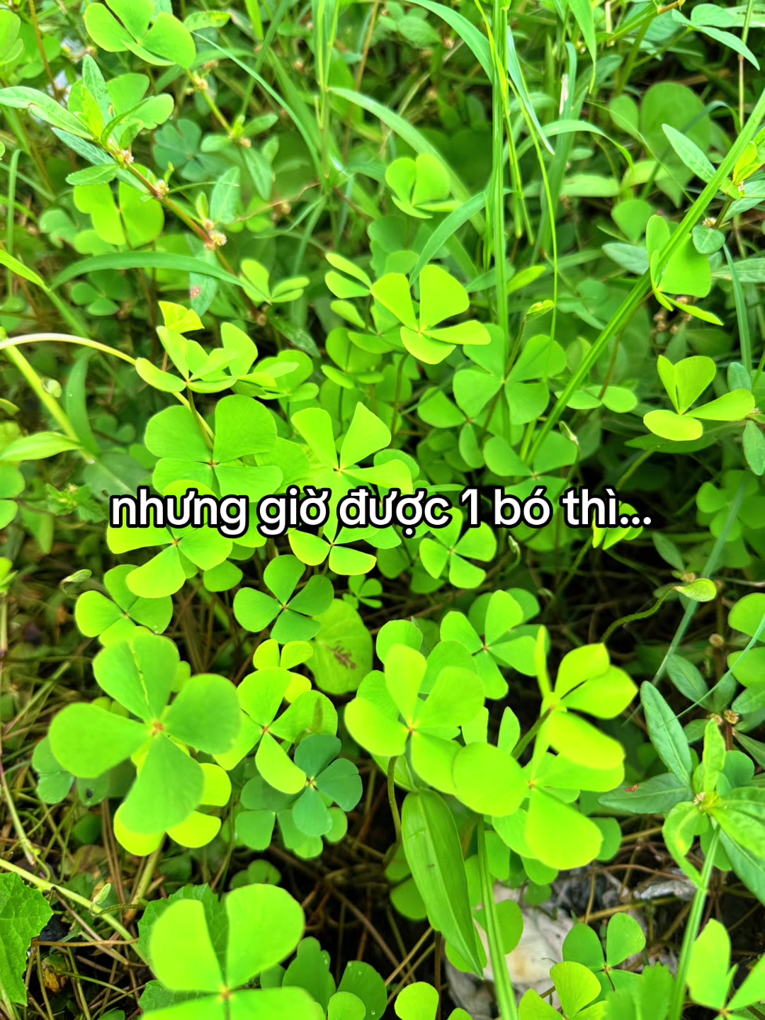 @Mệnh lý học